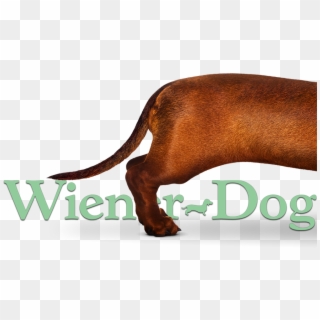 Wiener-dog Image - Water Buffalo Clipart