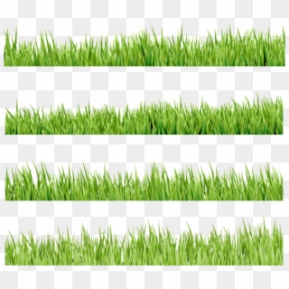Флора, Зеленая Трава, Green Grass - Sweet Grass Clipart