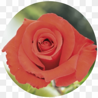 Nina-28 - Garden Roses Clipart
