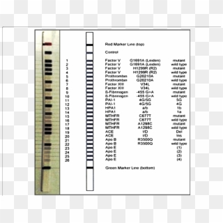 Design Of Cvd Strip Assay Test Used In The Current - Cvd Strip Assay Clipart