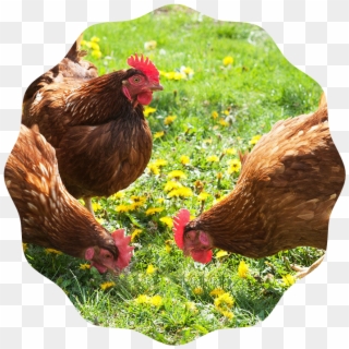 Producing Fresh Eggs , Png Download - Chickens Feeding Clipart