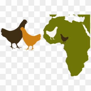 Poultry In Africa - Africa And China Clipart
