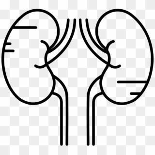 Png File - Human Kidney Black And White Png Clipart