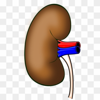 The Motor Cortex And The Kidney - Clipart Kidney - Png Download