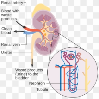 Diagram Showing How The Kidneys Work Cruk - Secondary Hypertension Clipart