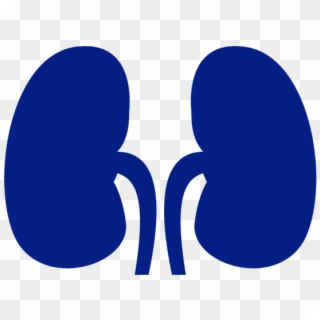 Kidney Transplant - Blue Kidney Clipart