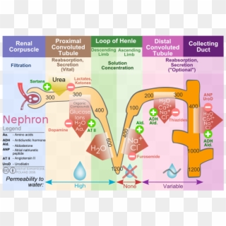 Renal Filtration Description Kidney - Filtration In Nephron Clipart