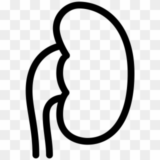 Kidney Png Clipart
