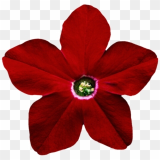 Petunia Png Pic - Perforatrice Fleur Clipart