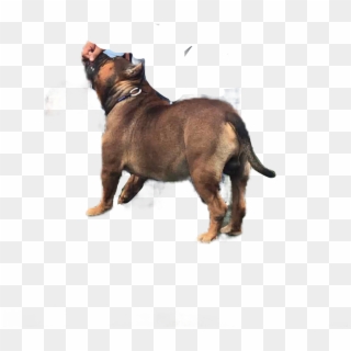 Pitbull American Bully Perro Bully Dog - Alpine Dachsbracke Clipart