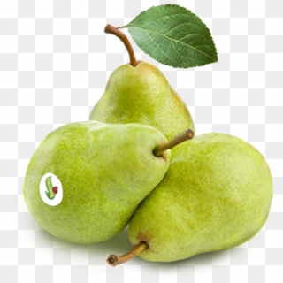 Green Pears Clipart