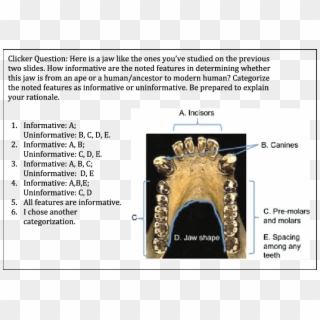 Jaw Analysis Question From A Case Study On Human Evolution - Strepsirhine Mandibular Dental Arcade Clipart