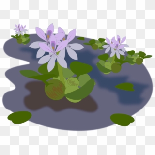 Common Water Hyacinth Aquatic Plants Water Lilies Pond - Water Hyacinth Images Clipart - Png Download
