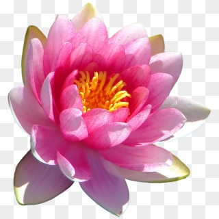 Water Lily Transparent Transparent Background - Scientific Name Of Lotus Flower Clipart