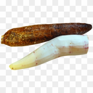 Cassava Peeled Png Image - Cassava Peeled Clipart