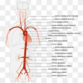 En Caso De Darse Un Corte En La Arteria Aorta, El Cálculo - Arterial System Clipart