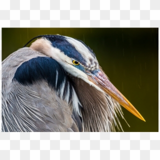 The Shop - Great Blue Heron Clipart