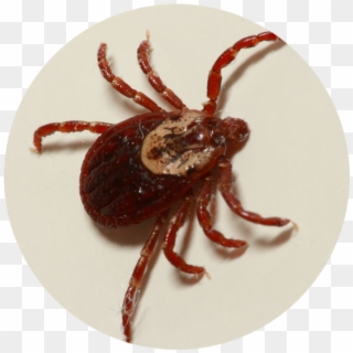 Ticks Vary In Color By Species - American Dog Tick Clipart
