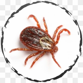 We Can Provide A Treatment Strategy To Kill Ticks On - Weevil Clipart