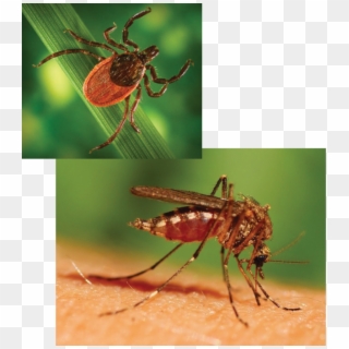 Pregnant Women Mosquito Clipart