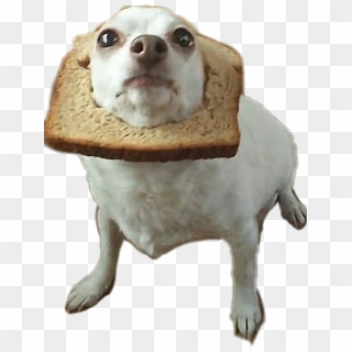 #dog #perritos #pan #bread #perros🐶 @bren7u7 - Awkward Dog Clipart