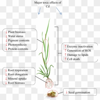2 Major Toxic Effects Of Cd In Plants - Wheat Seed Germination Clipart