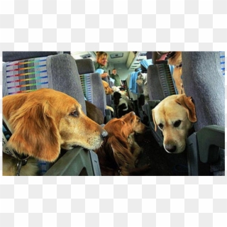 Dogs On A Plane Clipart