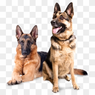 Inspección Con Caninos - Png Images Hd Dogs Clipart