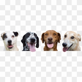 Png Animales Clipart