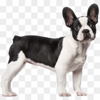Perro Chico - French Bulldog 3 Months Old Clipart