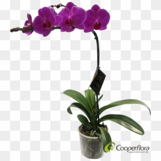 Vaso Orquidea Phalaenopsis , Png Download - Cooperflora Clipart