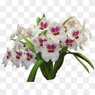 Orquidea-3 - Plantas Con Flor Orquideas Clipart
