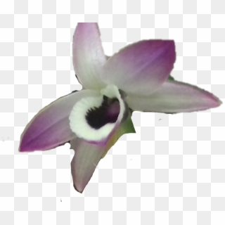 Orquidea Sticker - Cattleya Clipart
