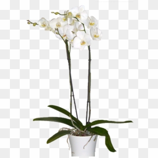 Orquídea Branca - - Orquidea Png Transparencia Clipart