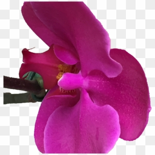 Orquídeas Finas - Moth Orchid Clipart