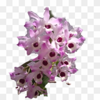 #orquidea - Artificial Flower Clipart