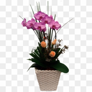 Linda Orquídea Phalaenopsis Lilas Para Presentear - Bouquet Clipart