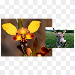 Diuris Porrifolius La Orquídea Burro - Cattleya Clipart