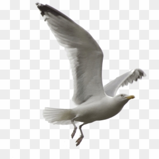 Esta Imagen De Gaviota En Vuelo Es De Evelevesey - Flying Seagull Png Clipart