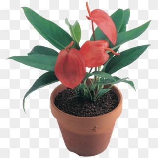 Download High Resolution Png - Flowerpot Clipart