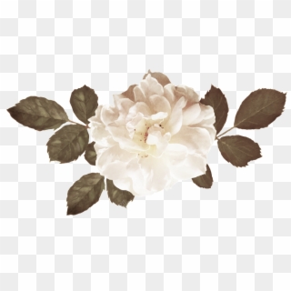 Bouquet Vector Spring - Garden Roses Clipart