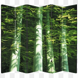 6 Panel Folding Screen Canvas Divider- Bamboo - Rainforest Clipart