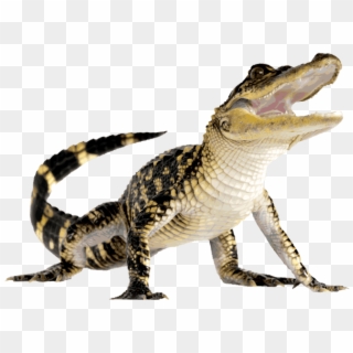 Descargar - Alligator Png Clipart
