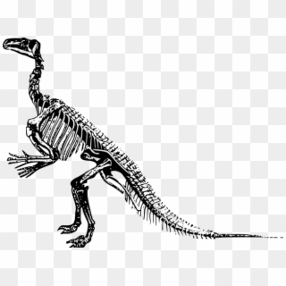Cover Image - Dinosaur Skeleton Clipart Png Transparent Png