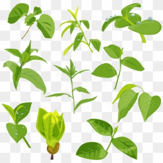 Free Png Download Green Leaves Clipart Png Photo Png - 茶葉 矢量 Transparent Png