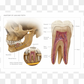 Anatomy Of The Jaw And Teeth - Skull Clipart