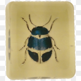 Jewel Beetles Clipart
