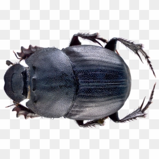 Dung Beetle Png File - Dung Beetle Malaysia Clipart