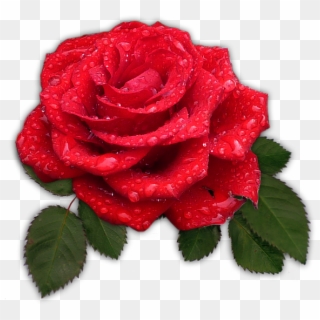 Roses Are Red - Bunga Mawar Merah Png Clipart