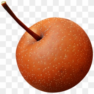 Download Fresh Asian Pear Png Image - Asian Pear Png Clipart